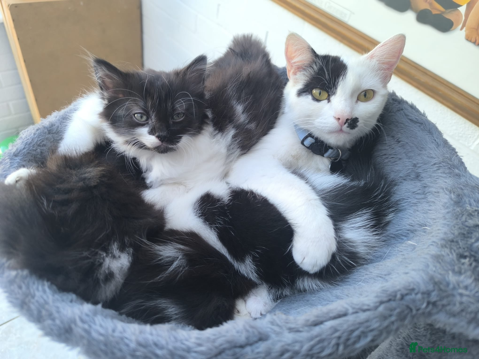 Mixed Breed cats Kittens for sale  - Advert 1