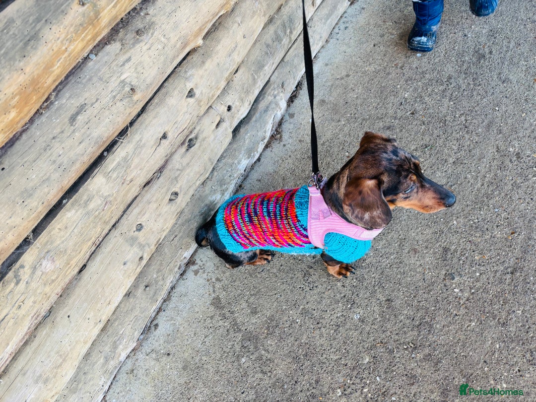 Miniature Dachshund dogs for sale: Looking for a new home for Luna  - Advert 3