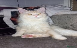 Maine Coon cats for sale: RED SMOKE MAINE COON MALE NOT NEUTERED - Image 3