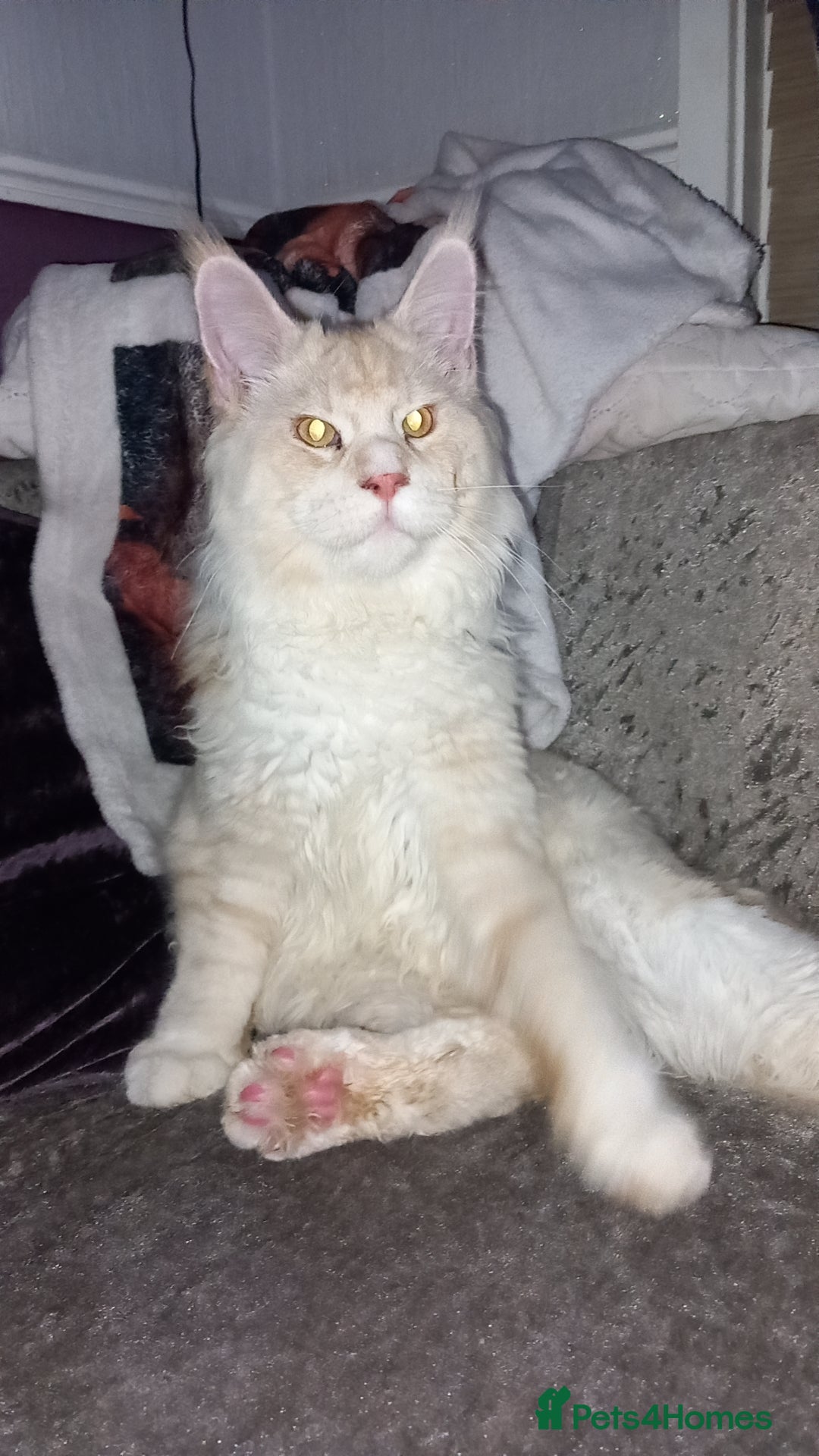 Maine Coon cats for sale: RED SMOKE MAINE COON MALE NOT NEUTERED - Image 3