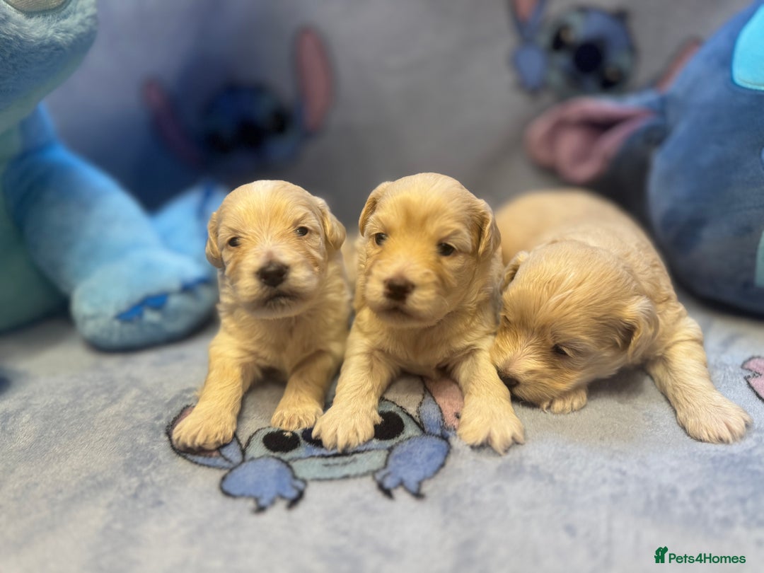 Maltipoo dogs for sale: Fluffballs of Joy 🐾💛 ready to melt your heart! - Image 20