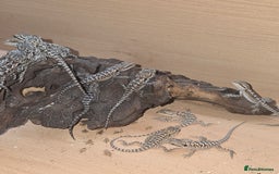 Bearded Dragon reptiles for sale: Baby bearded  - Image 5