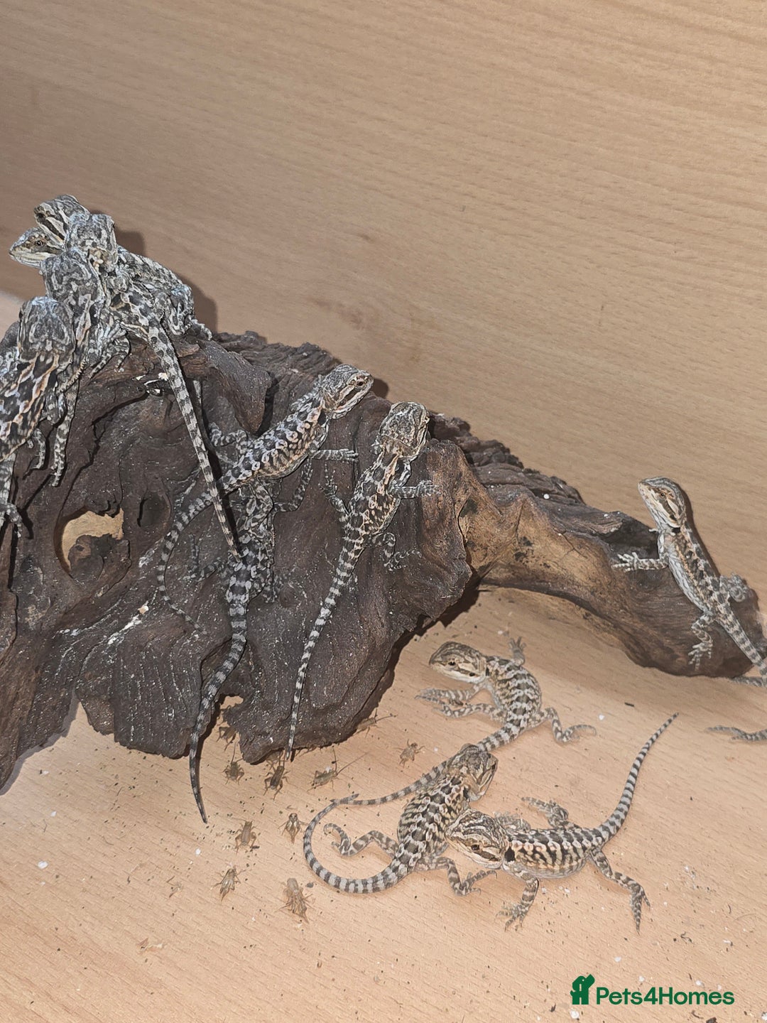 Bearded Dragon reptiles for sale: Baby bearded  - Image 5