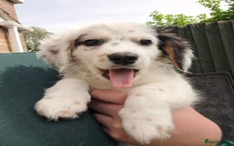 Mixed Breed dogs for sale: Male pup needs rehoming asap - Image 2