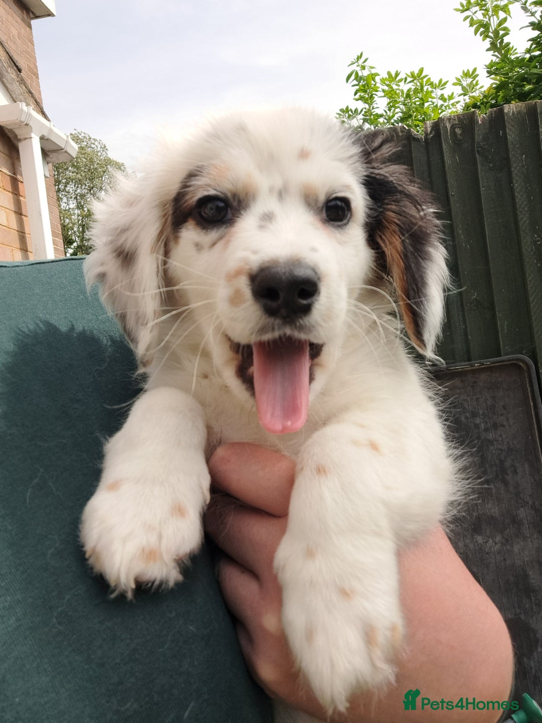 Mixed Breed dogs for sale: Male pup needs rehoming asap - Image 2