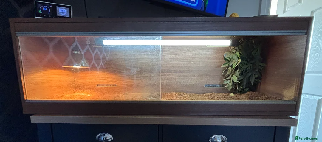 Tortoise reptiles for sale: Horsefield tortoise - Advert 3