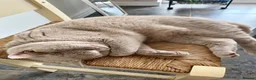 British Shorthair cats for sale: ♥️ Beautiful Lilac British Shorthair Boy ♥️ - Advert 8