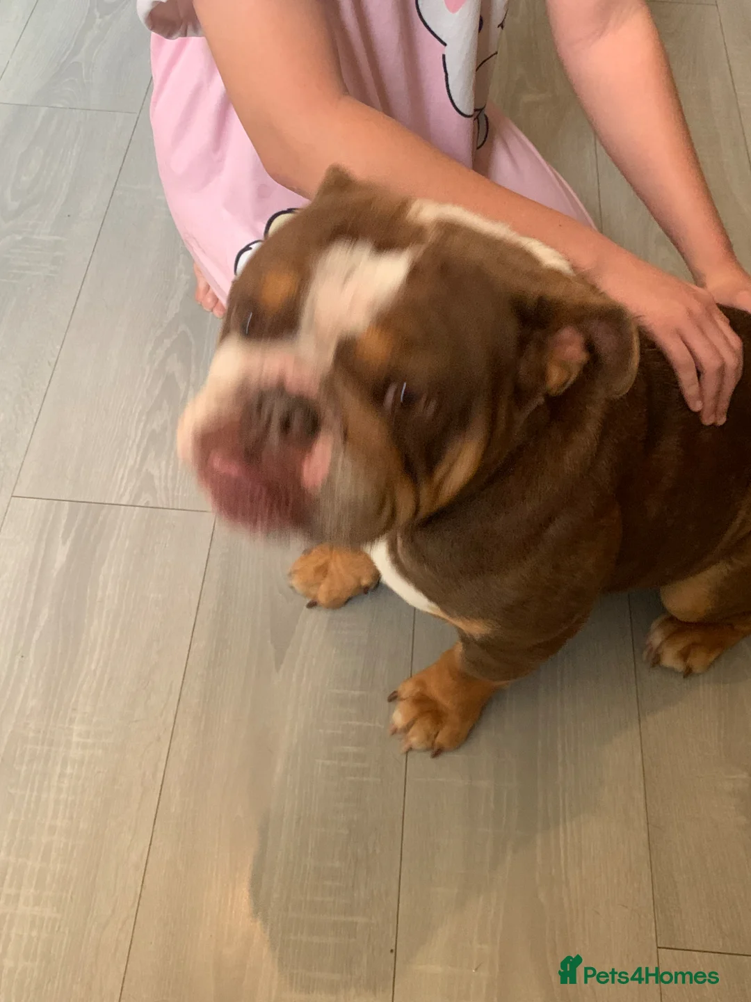 English Bulldog dogs for sale: Reduced Adult Female English bulldog  - Advert 6