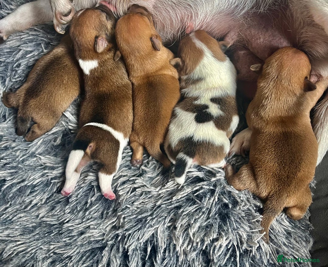 Jack Russell dogs for sale: ** Stunning Pure Miniature Jack Russell Pups ** - Image 1