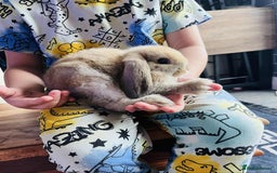 Mini Lop rabbits for sale: Mini lop rabbits  - Image 2