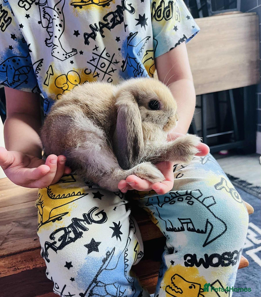 Mini Lop rabbits for sale: Mini lop rabbits  - Image 2