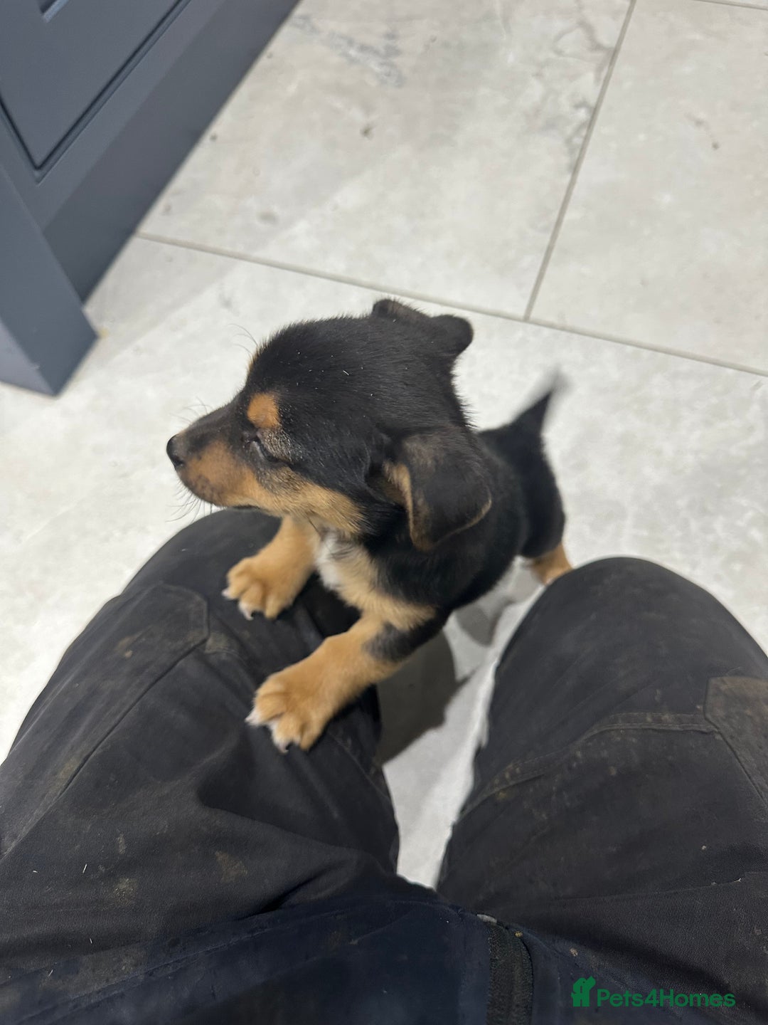 Jack Russell dogs for sale: Black and Tan Short legged Miniture Jack russels  - Advert 8