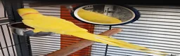 Parrots birds for sale: Beautiful ringneck talking parrot - Advert 2