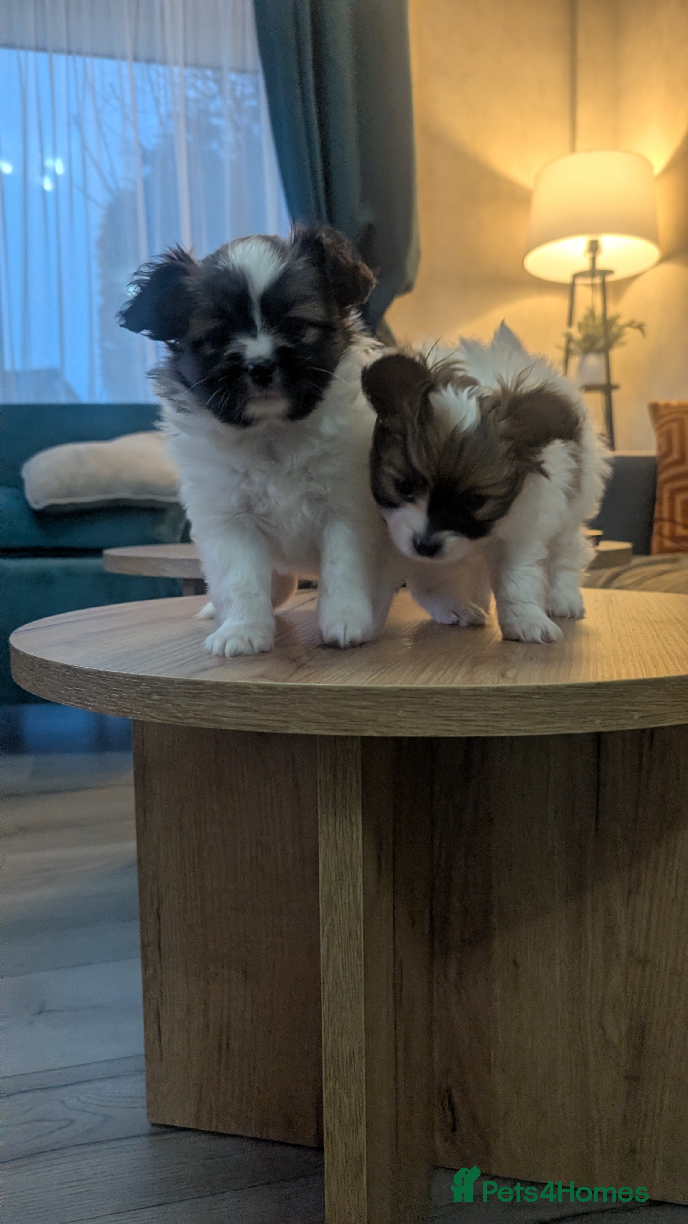 Papillon dogs Stunning papillon girls  - Advert 3