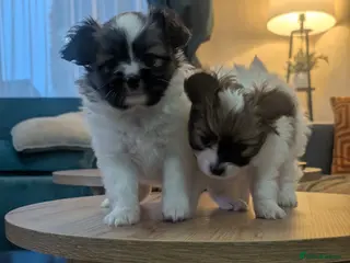 Papillon dogs Stunning papillon girls - Advert 5