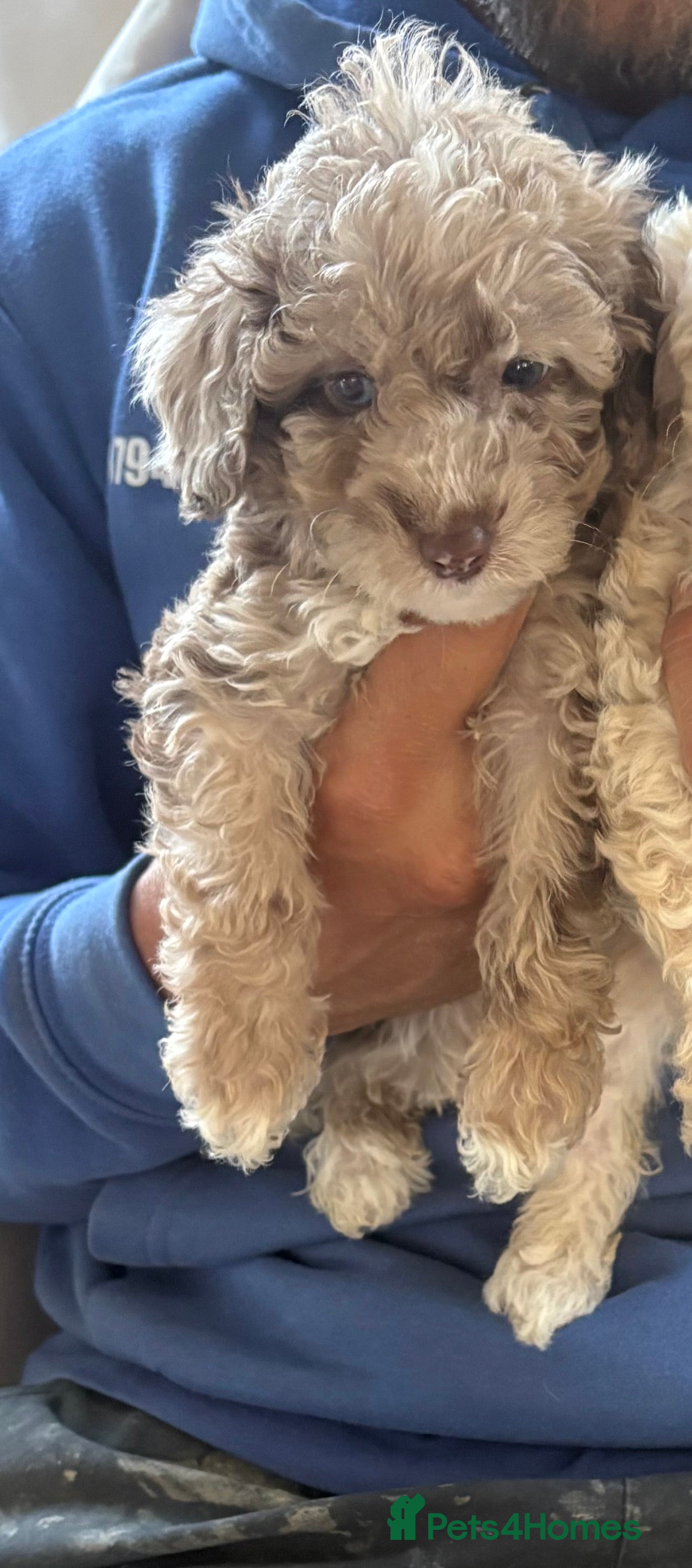 Mixed Breed dogs  Cockapoo miniature f1b puppies  - Advert 2