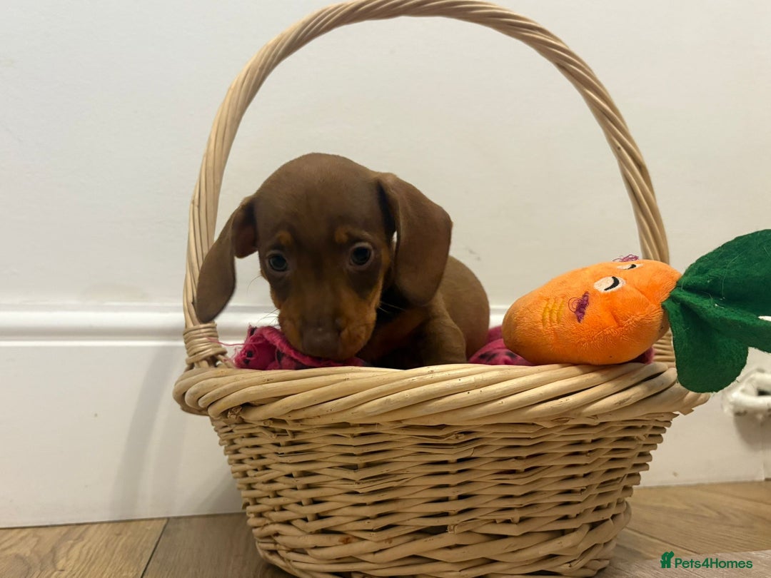Miniature Dachshund dogs for sale: Minature dachshund pups  - Image 12
