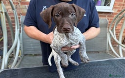 Mixed Breed dogs for sale: German shorthair pointer/wirehairpointer - Image 26