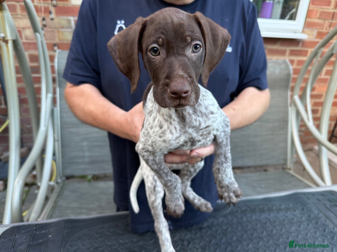 Mixed Breed dogs for sale: German shorthair pointer/wirehairpointer - Image 26
