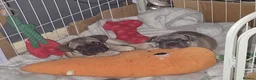 French Bulldog dogs for sale: French bulldog puppies blue in Birmingham - Advert 9
