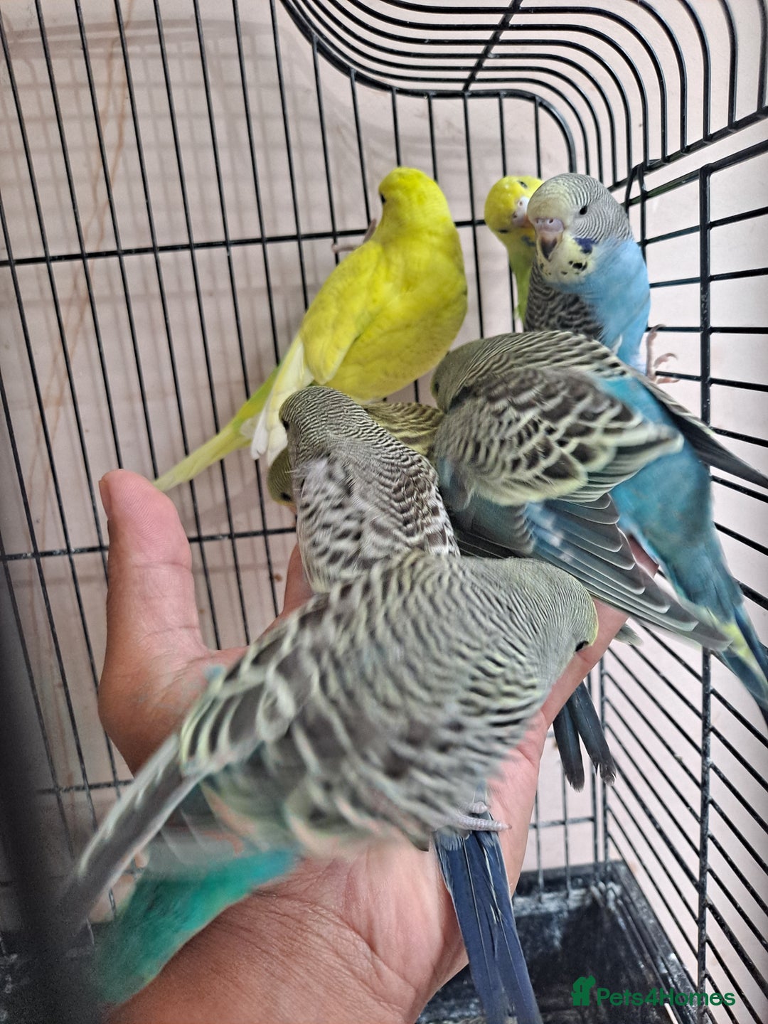Budgerigars birds for sale: Silly hand tamed baby budgies for sale  - Image 14