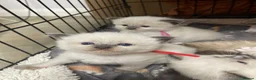 Ragdoll cats for sale: 3 Ragdoll kittens  in Knottingley - Advert 2