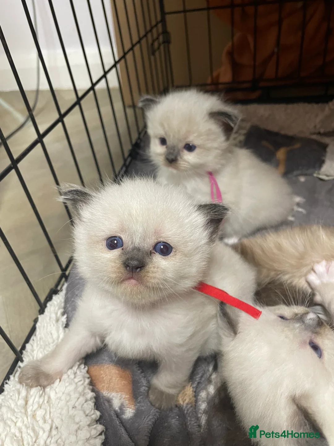 Ragdoll cats for sale: 3 Ragdoll kittens  in Knottingley - Advert 2
