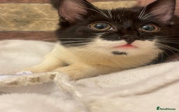 Mixed Breed cats for sale: Two kitten for sale - Image 16