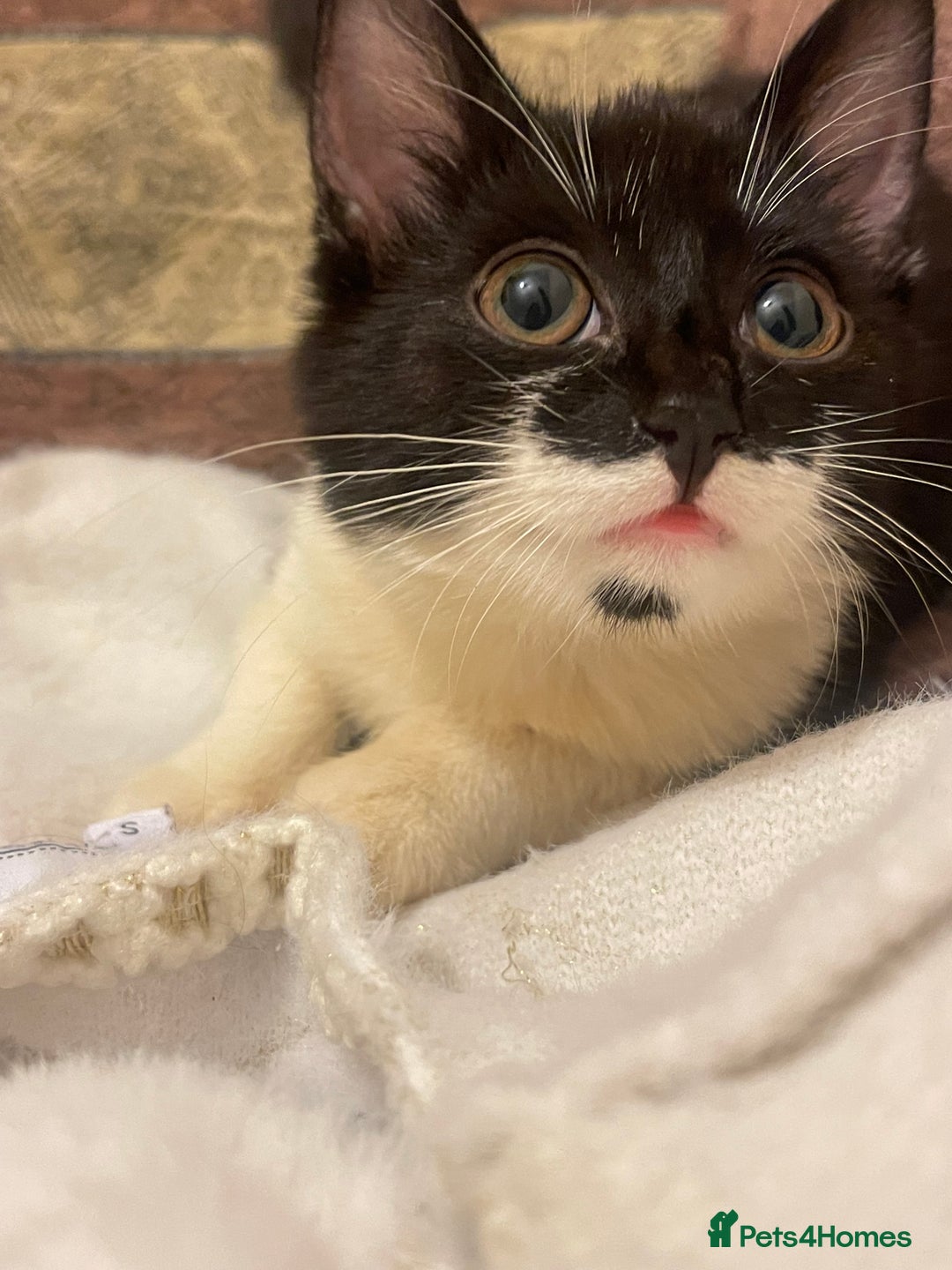 Mixed Breed cats for sale: Two kitten for sale - Image 16