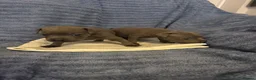 Staffordshire Bull Terrier dogs for sale: KC Registered Blue Staffordshire Bull Terrier Pups - Advert 6