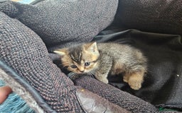 British Shorthair cats for sale: Lovely British Shorthair fold kittens 😸  - Image 5