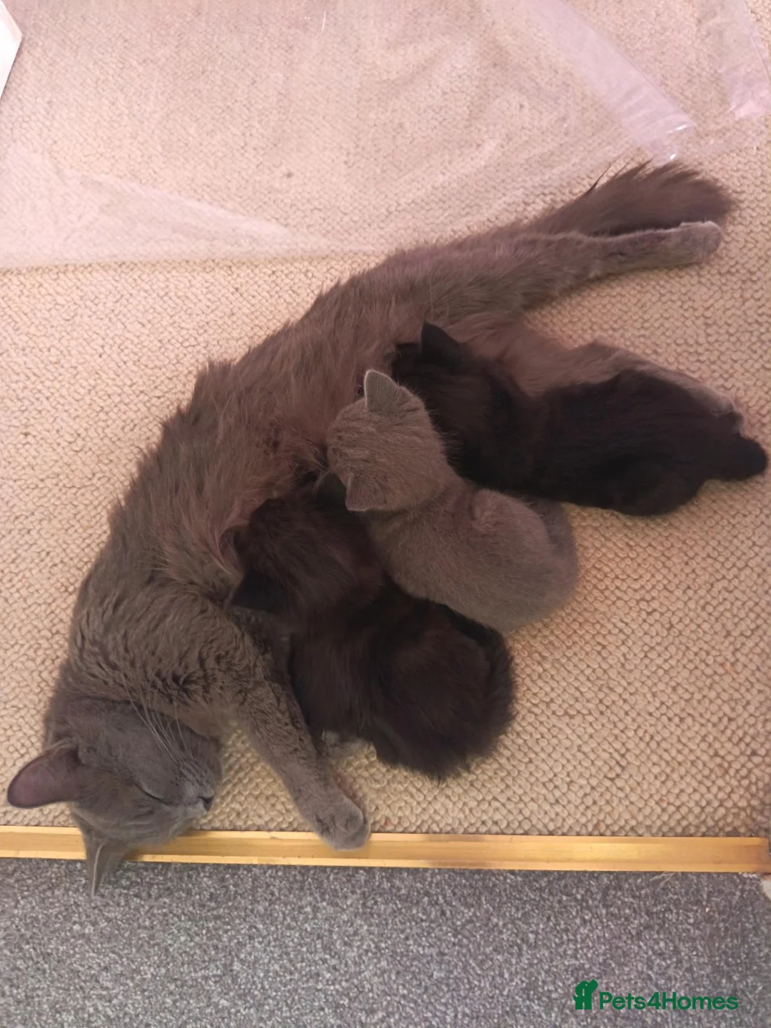 Mixed Breed cats for sale: Cute kittens. - Advert 2