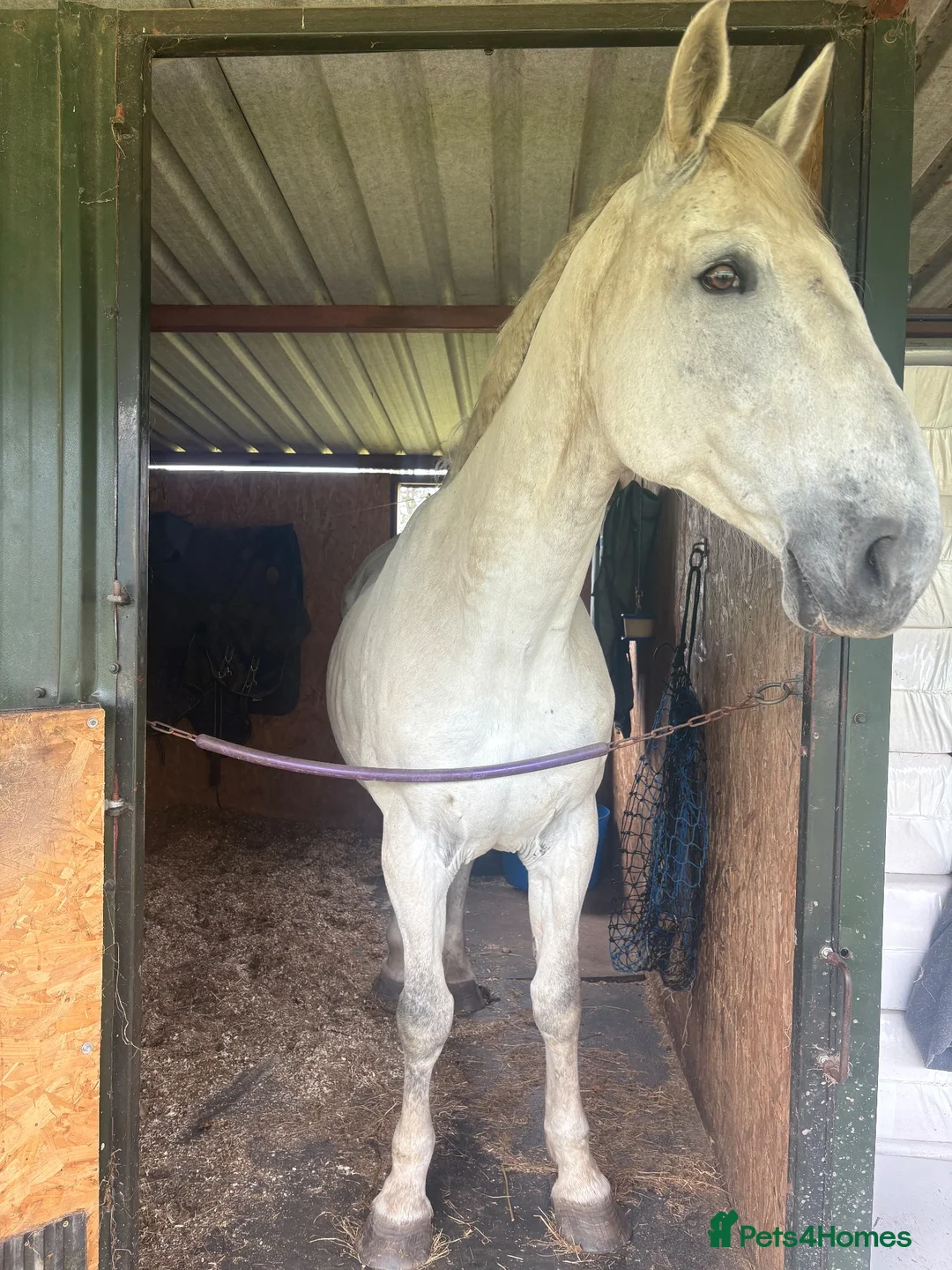 Irish Sports horses for sale: ISH companion  - Advert 6