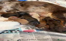 Miniature Dachshund dogs for sale: Waitlist Open! KC Miniature Long Haired Dachshunds - Image 2