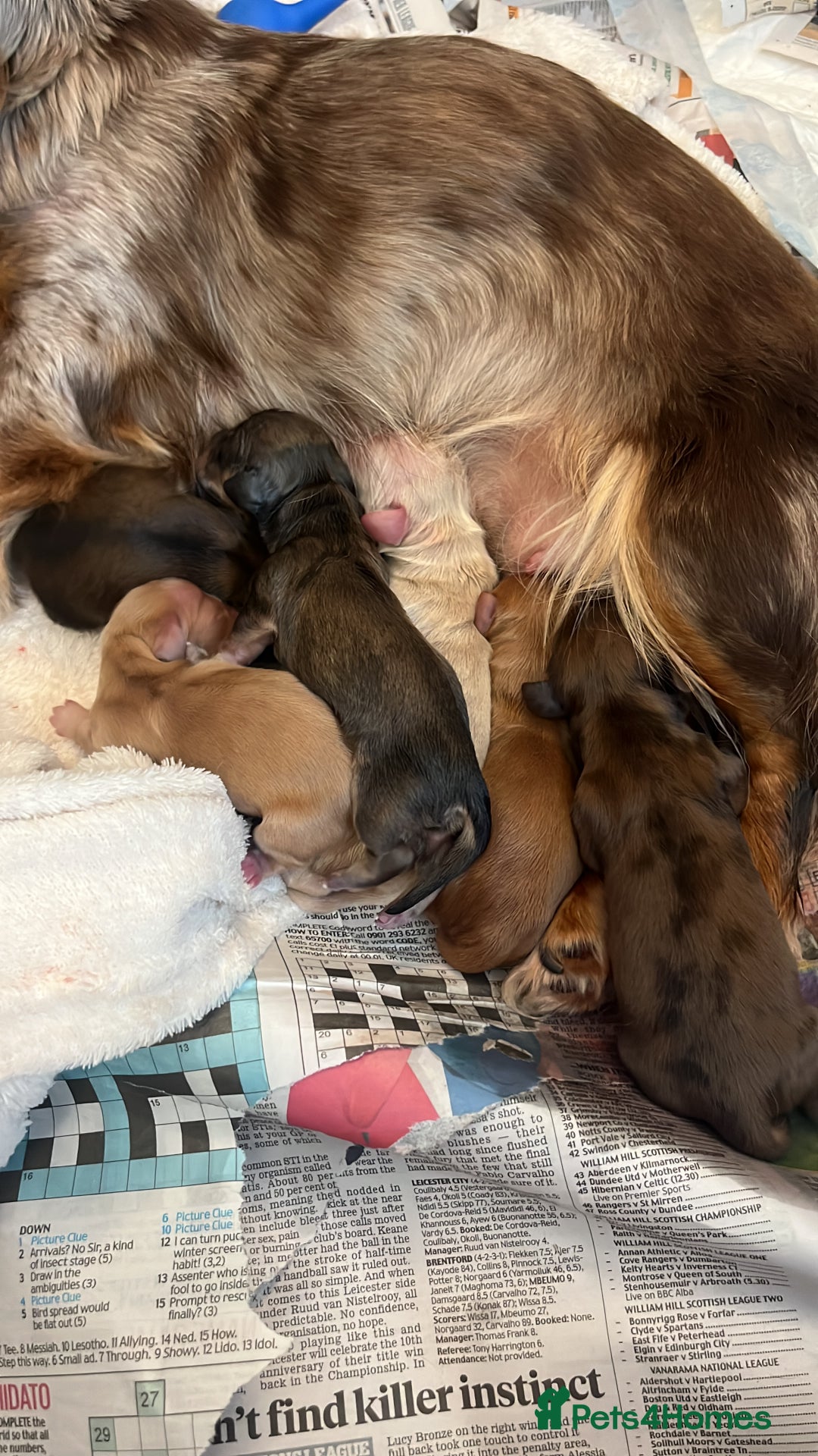 Miniature Dachshund dogs for sale: Waitlist Open! KC Miniature Long Haired Dachshunds - Image 2