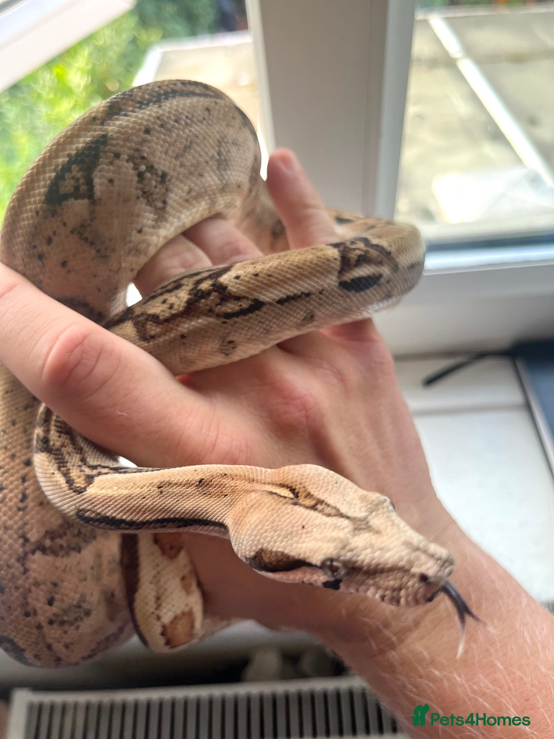 Boa Snake reptiles for sale: Hype motley boa  - Image 3
