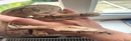 Boa Snake reptiles for sale: Hype motley boa  - Advert 3
