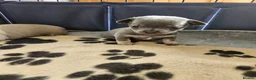 Chihuahua dogs for sale: Five Smoothcoat Chihuahua puppies for sale - Advert 16