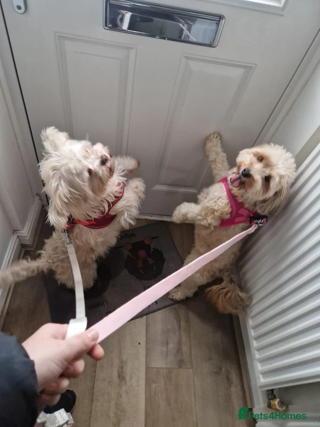 Mixed Breed dogs for adoption: BONDED:💙ALFIE 10yo Shih Tzu❤️MUFFIN 6yo Cockapoo - Advert 9