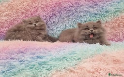 British Shorthair cats for sale: 💙British Shorthair and Long.. Blue kittens ❤️💛💚 - Image 3