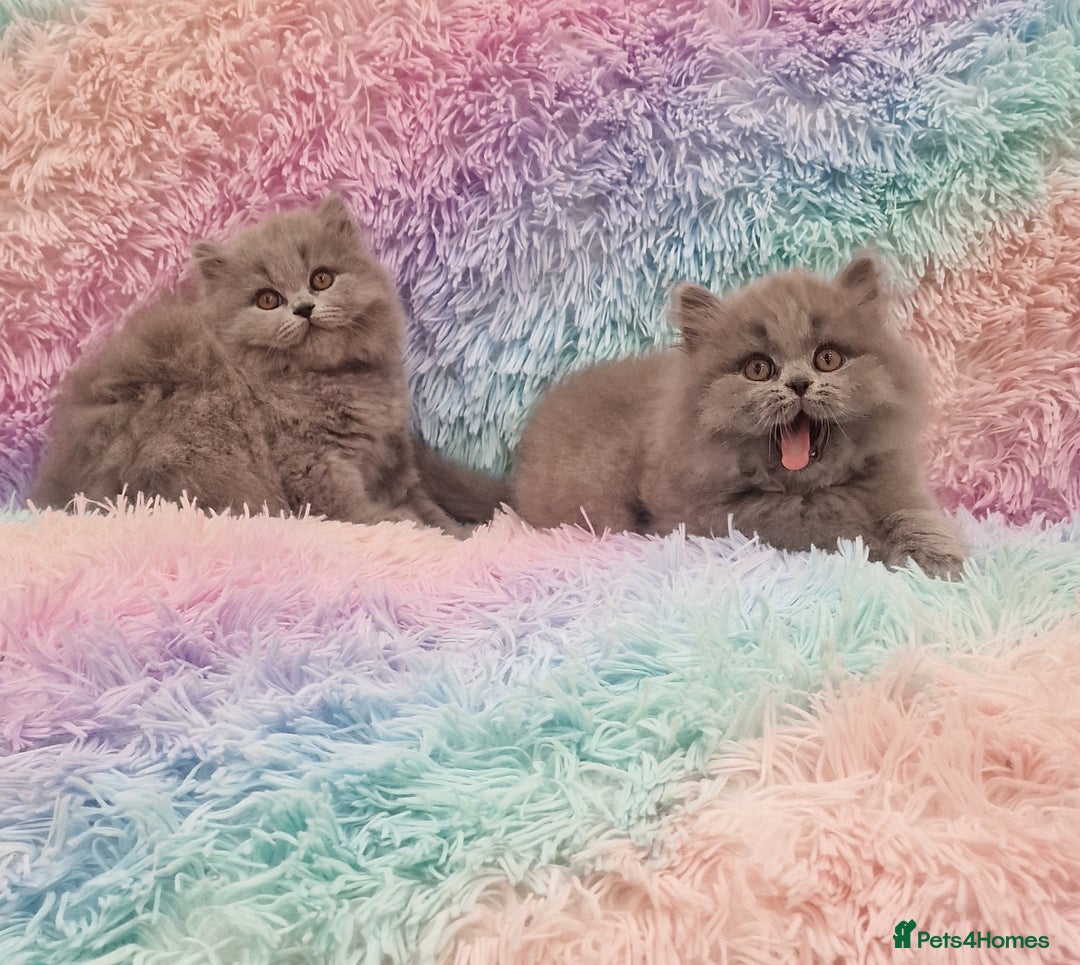 British Shorthair cats for sale: 💙British Shorthair and Long.. Blue kittens ❤️💛💚 - Image 3