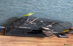 Ringnecks birds for sale: Ringneck for sale - Advert 5