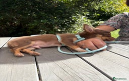 Chihuahua dogs for sale: Chihuahua long haired  - Image 2