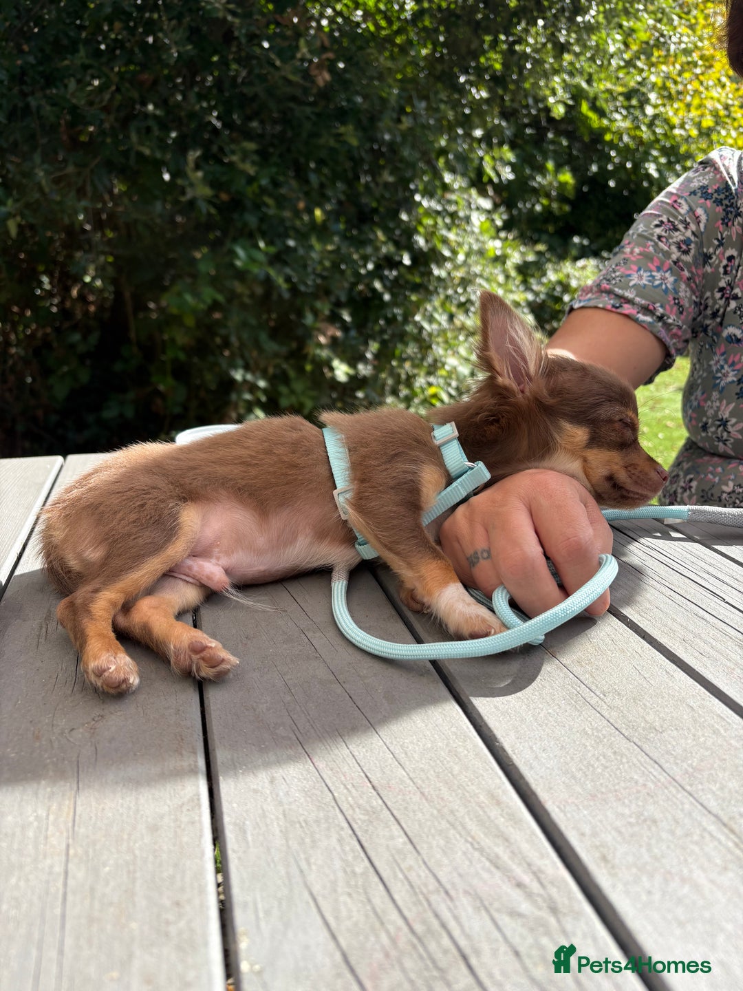 Chihuahua dogs for sale: Chihuahua long haired  - Image 2