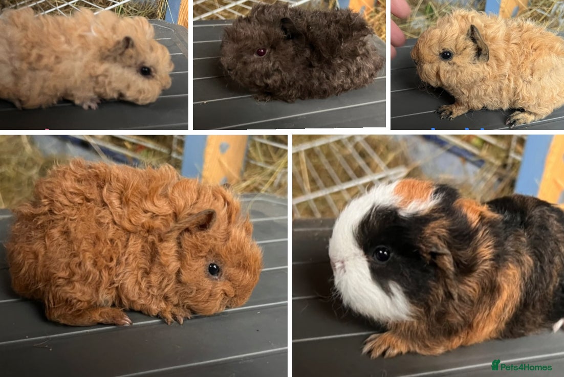 Guinea Pig rodents Swiss and Lunkarya GuineaPupz Pigs  - Advert 5