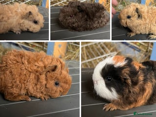 Guinea Pig rodents Swiss and Lunkarya GuineaPupz Pigs - Advert 6