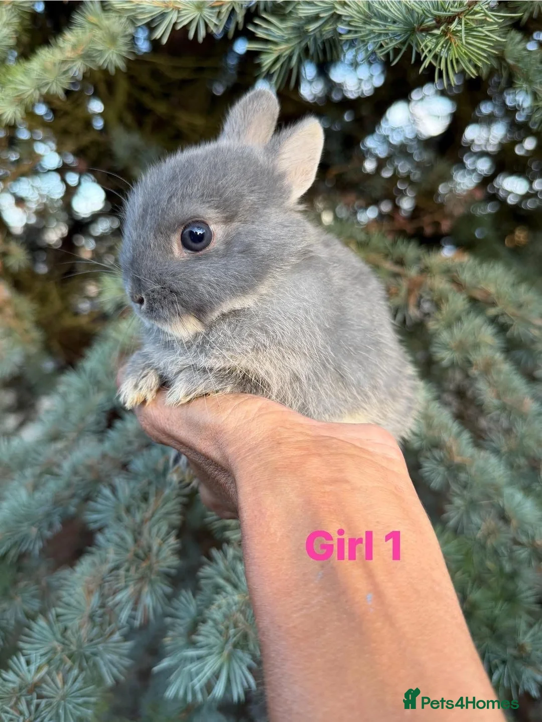 Netherland Dwarf rabbits for sale: Netherland Dwarf Baby Rabbits Female Doe  - Advert 4