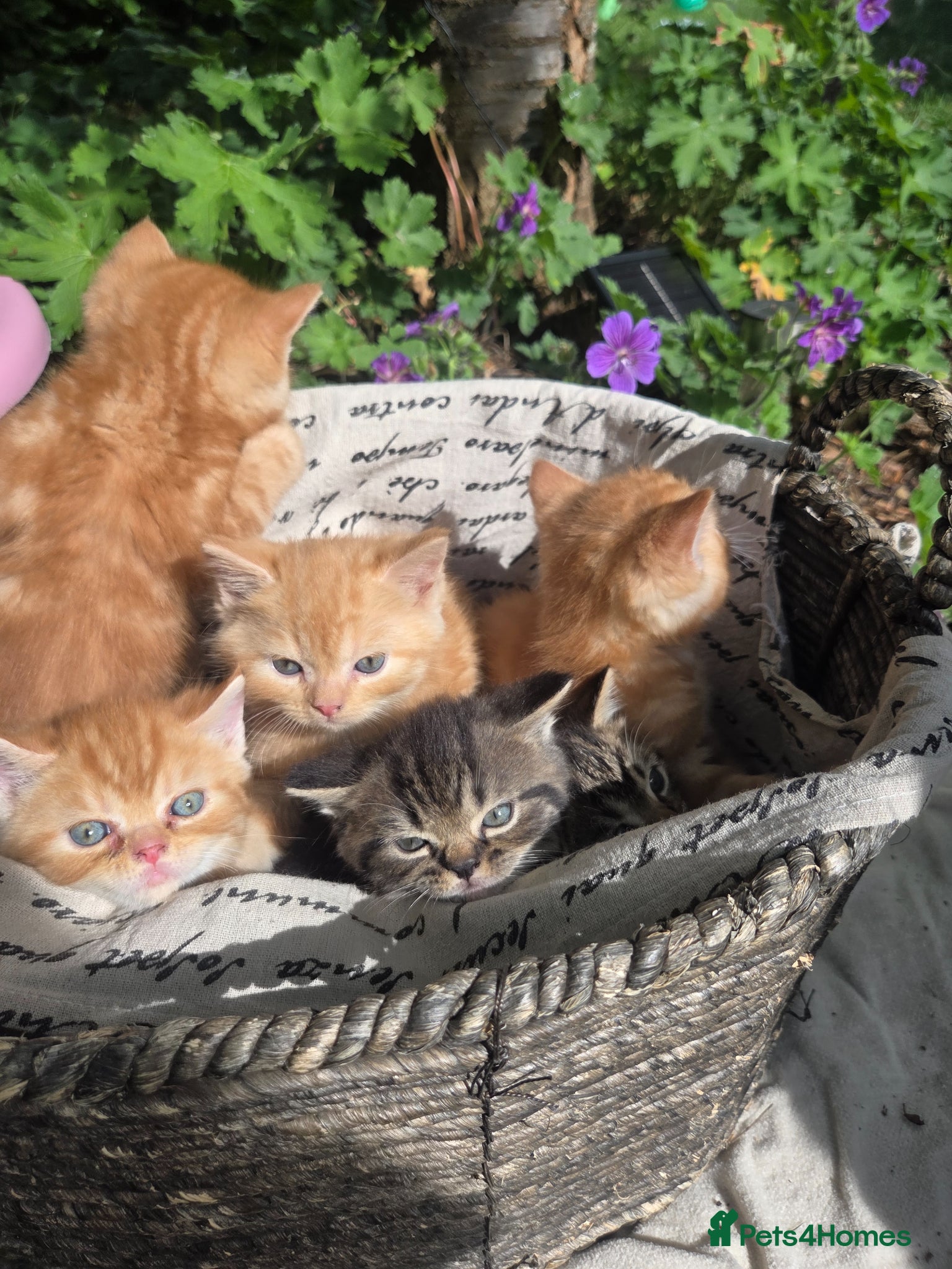 Persian cats for sale: Persian Cross tabby kittens for sale  in Warminster - Advert 22
