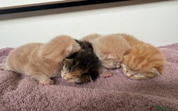 Mixed Breed cats for sale: PLEASE READ - 4 stunning kittens. 3 male. 1 female - Image 2