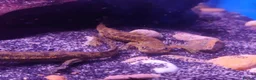 Other/Mixed Breed fish for sale: Full Aquatic Stocklist Manchester Pet's & Aquatics - Advert 3